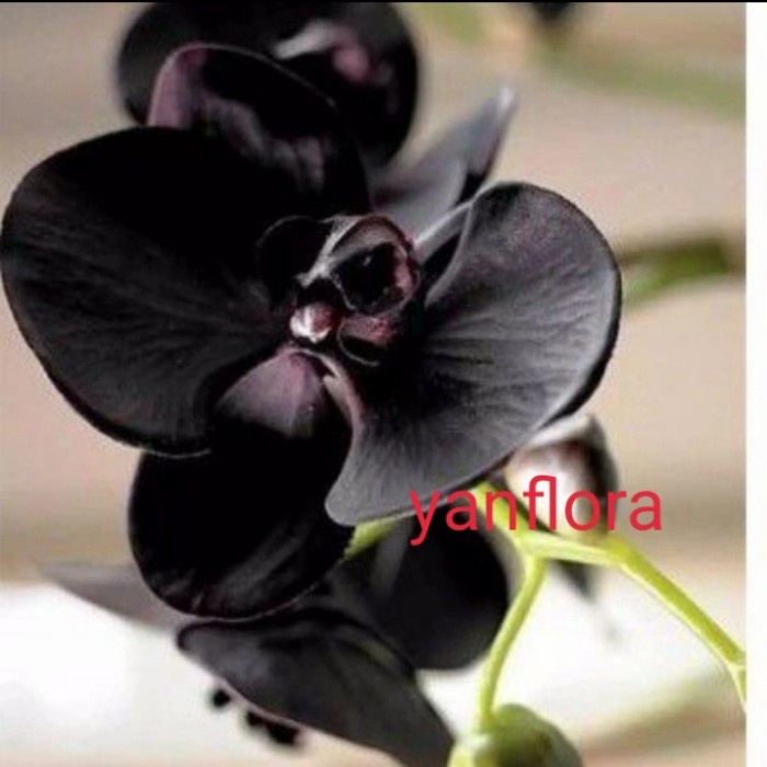 promo tanaman hias bibit anggrek-pohon bunga anggrek hitam Papua