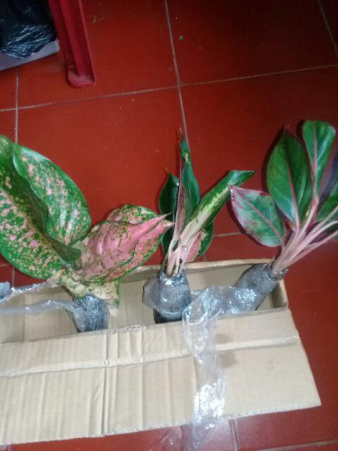 Tanaman Hias Paket Agloenema Cantik Dan Indah