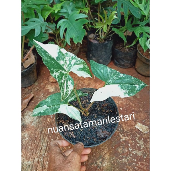 Tanaman Hias Syngonium Varigata / pohon syngonium varigata
