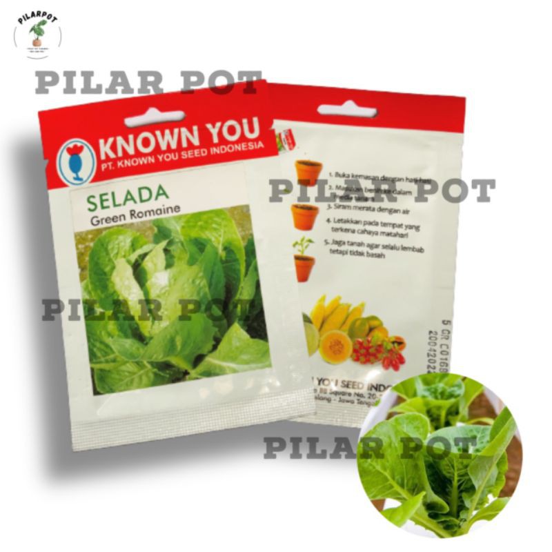 benih bibit selada green romaine known you seed - KYS GREEN ROMAINE
