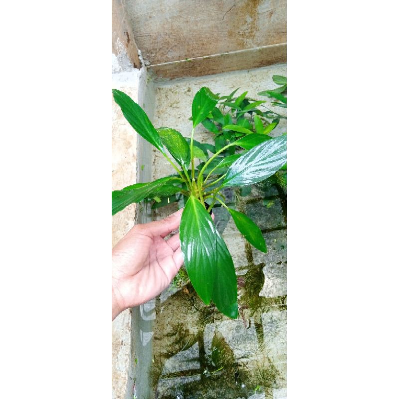 Anubias SP media wabikusa aquascape