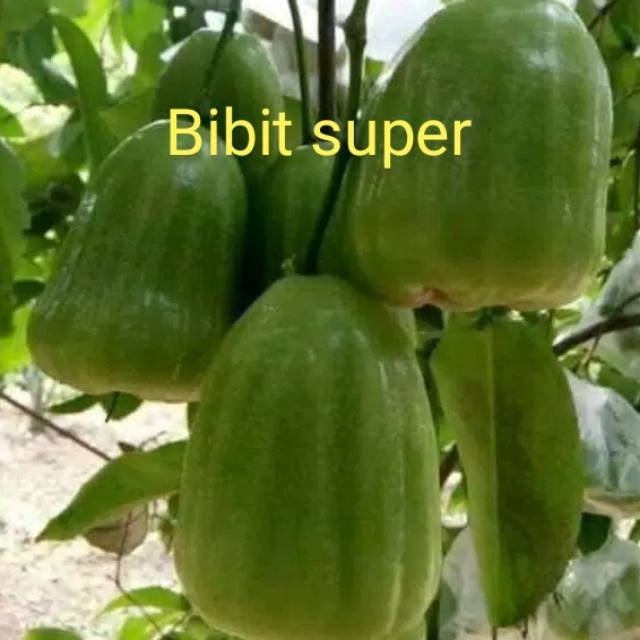 Bibit jambu air Cincalo