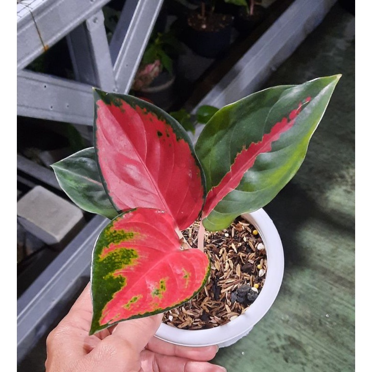 Aglaonema /Aglonema Suksom Jaipong (tanian lokal)