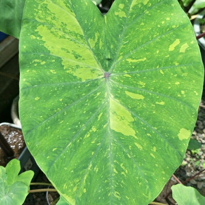 Colocasia Lime gecko