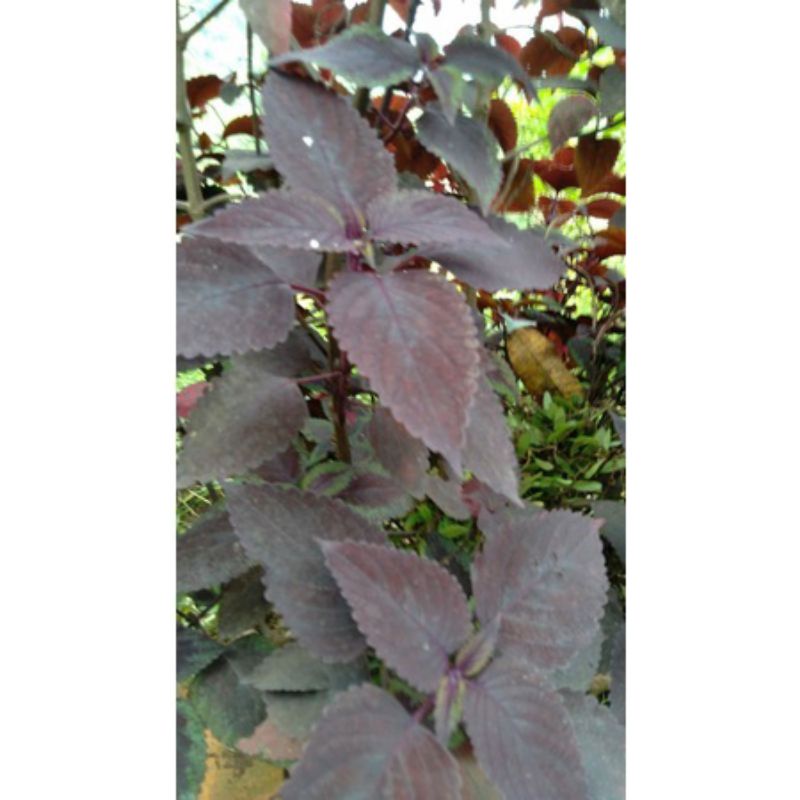 

daun jawer kotok daun miyana segar 500gram