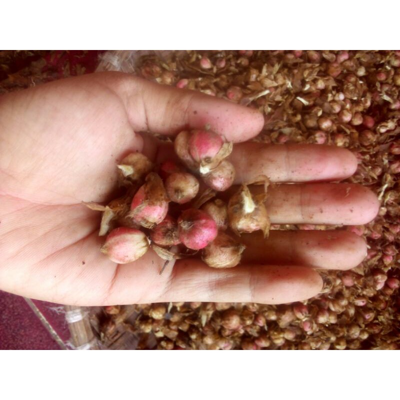 

1 kg rempah rempah kapolaga kering dari petani asli