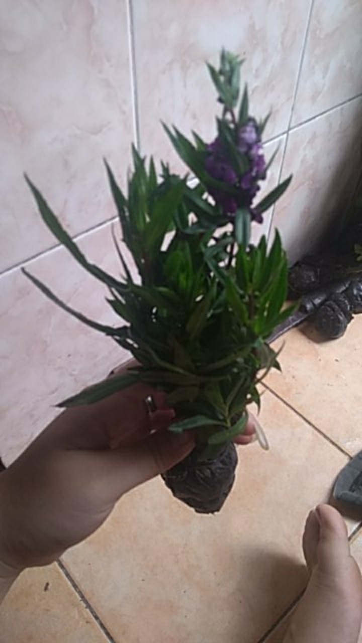 Tanaman Lavender Asli Anti Nyamuk