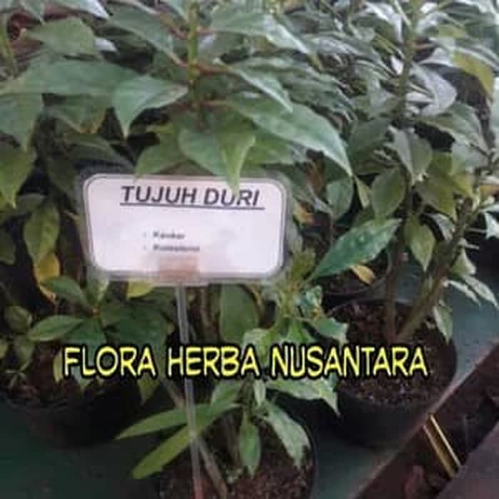 jaul Tanaman Obat Daun Tujuh Duri Tujuh Jarum