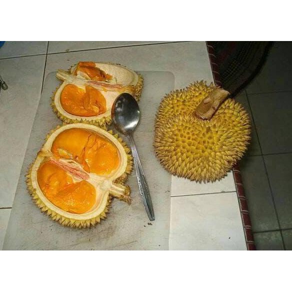 Asli Bibit Durian Duri Hitam Oche Okulasi Asli