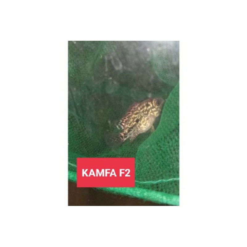 

ikan louhan KAMFA F2 ORI Thailand Mongol rintik