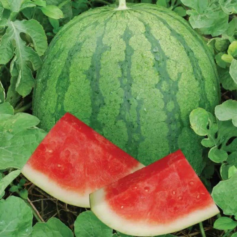 Benih Bibit semangka tanpa biji super