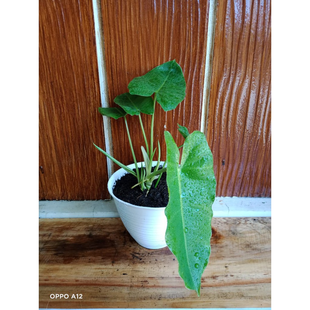 philodendron burlemarx