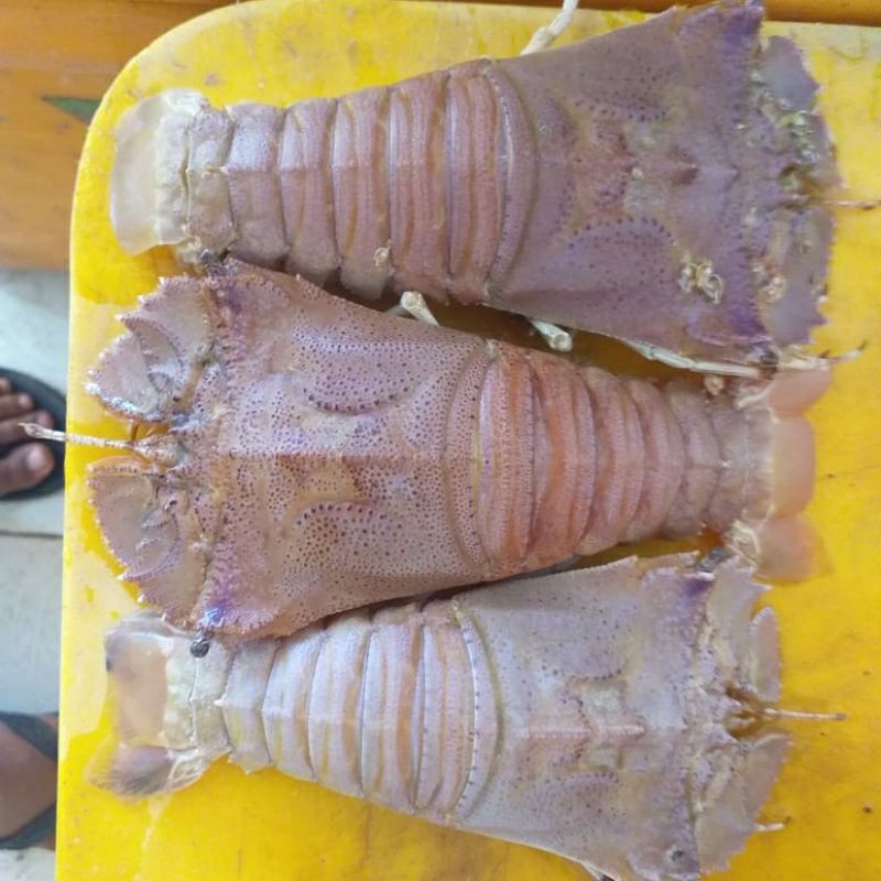

Udang Kipas Frozen
