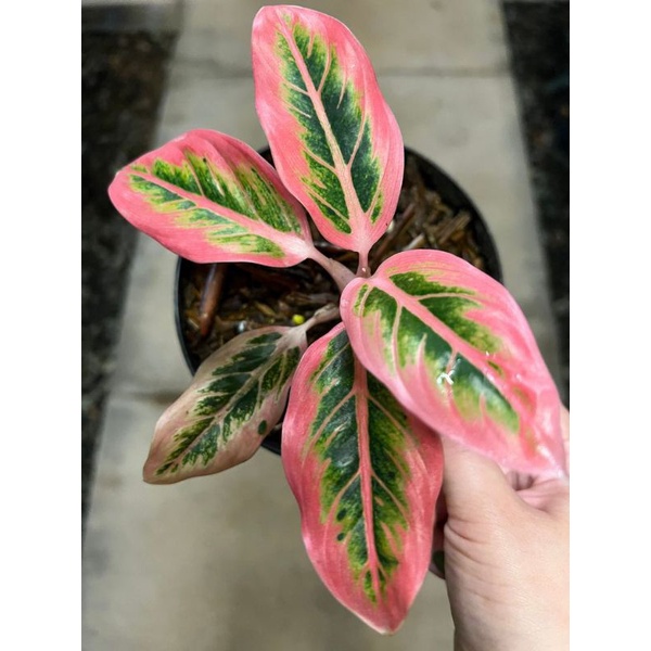 Tanaman hias hidup aglonema lipstik pink-aglaonema-tanaman hias/bunga hidup-tanaman hidup-bunga hidu