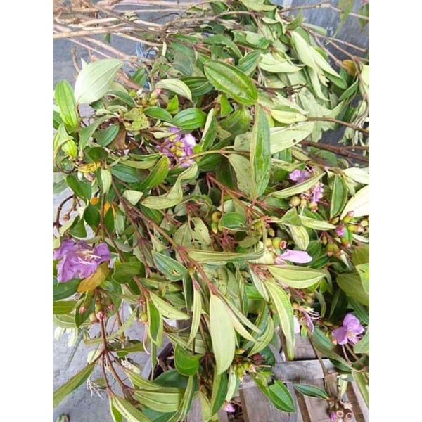 

Daun senggani atau harendong segar per 1 kg