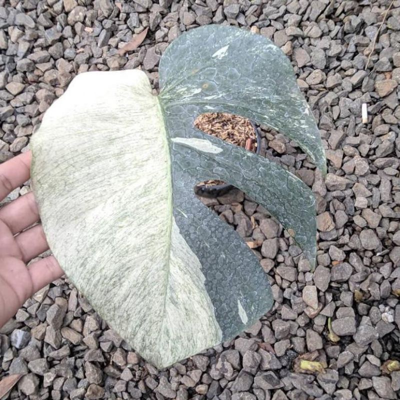 bonggol monstera mint