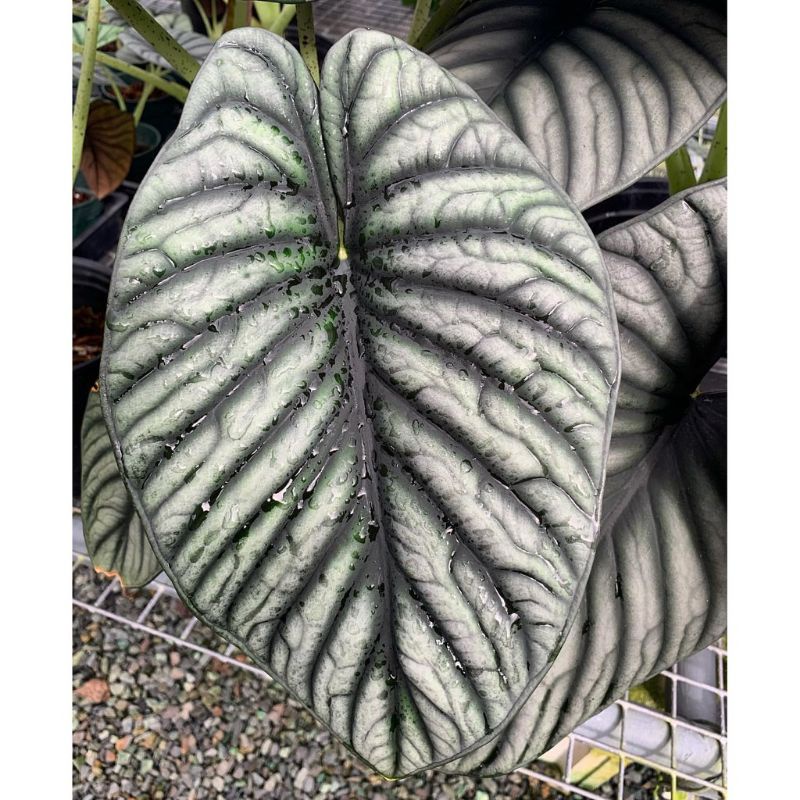 Bonggol Alocasia NEBULA IMPERALIS SILVER