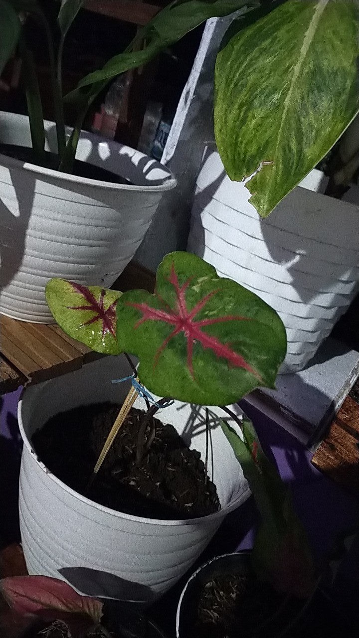 Caladium Ace Of Heart / Bibit Keladi Ace Of Heart Dikirim Anakan