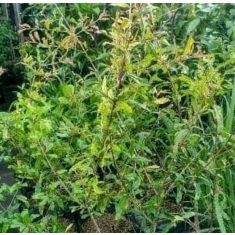 bibit delima merah jumbo