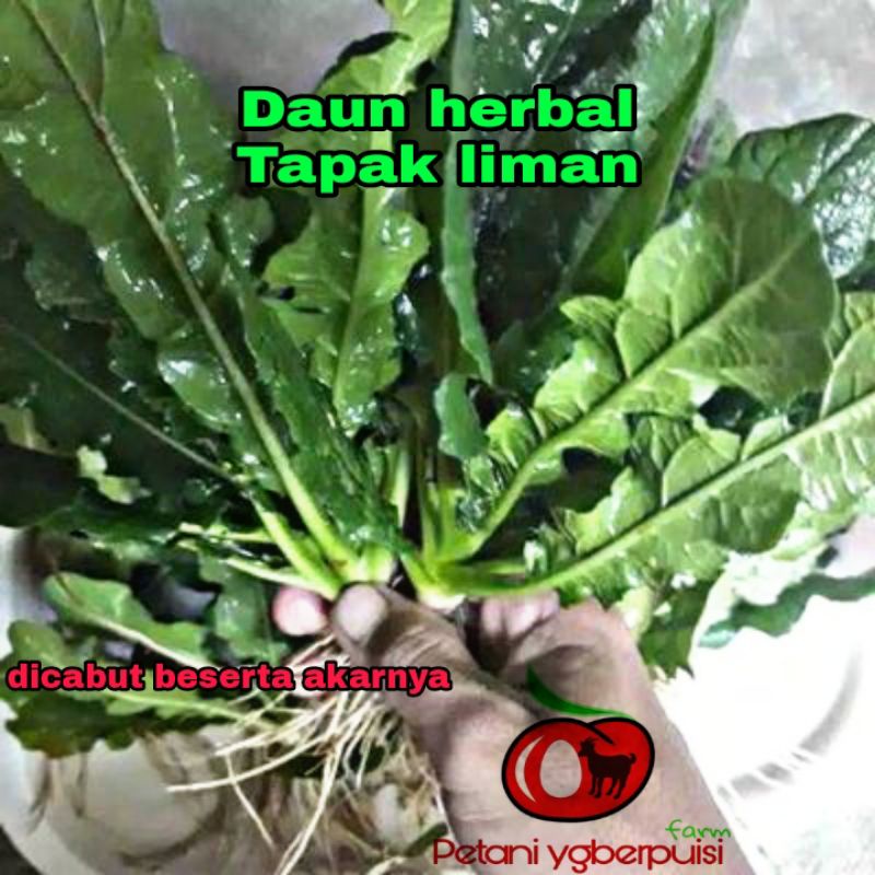 

Tapak liman