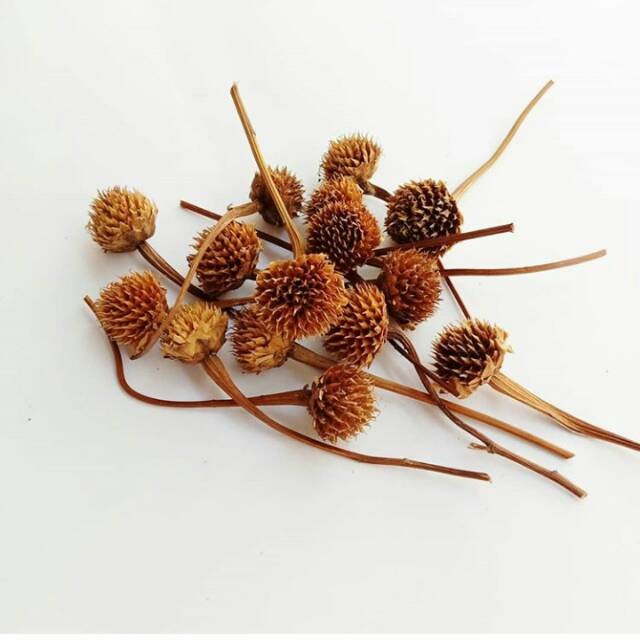 Bunga Marigold Kering Natural Dried Flower Background Backdrop Properti Foto Rustic