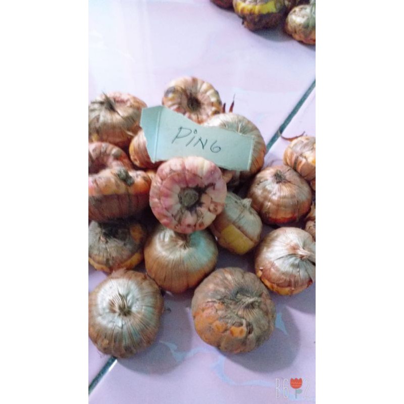 Umbi Bunga Gladiol Pink