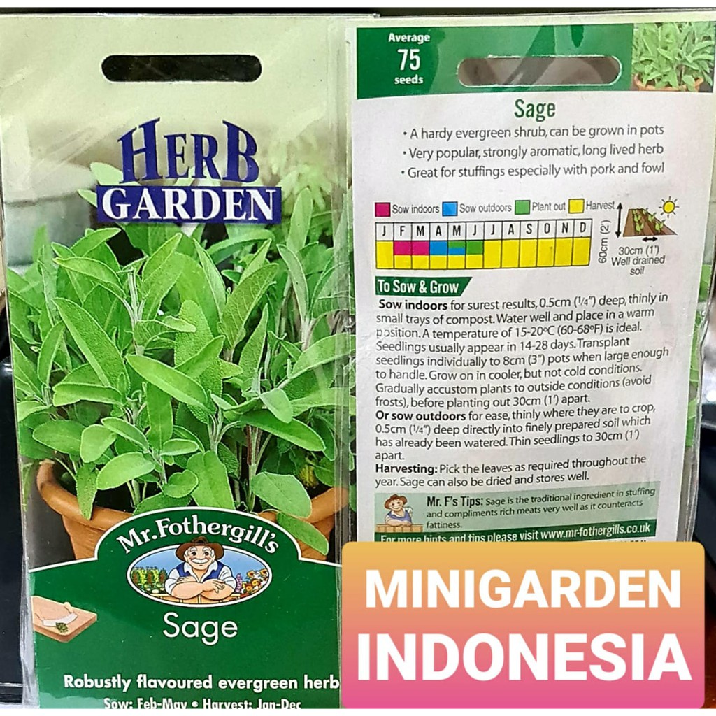 BENIH SAGE PACK ISI 75 BIJI bibit benih herbal sage Mr Fothergills