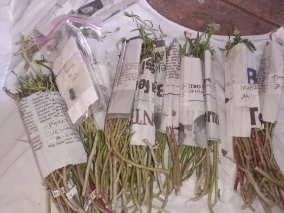 Mawar Tanah Krokot Import Mossrose Irada