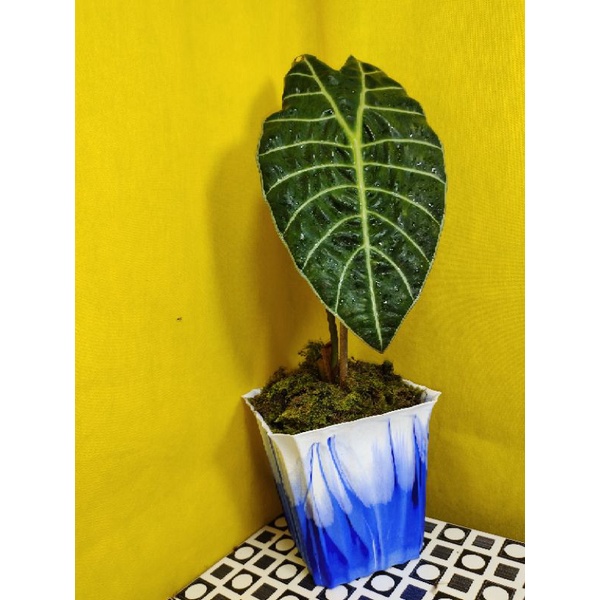 Alocasia Watsoniana Glossy Remaja