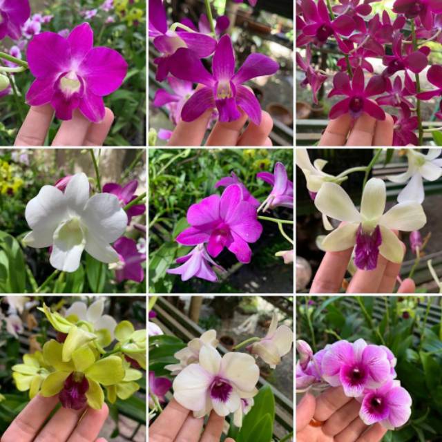 Dendrobium dewasa  plant jumbo paket murmer warna random bunga besar