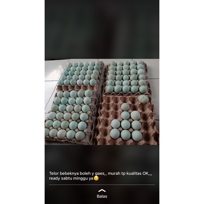 

Telur/Telor Bebek Mentah Murah Sortiran Besar Hasil Ternak Pribadi