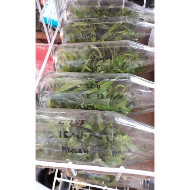 Anggrek dendro botolan