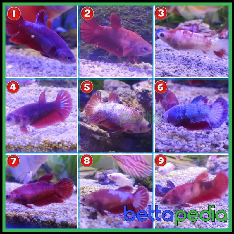 Bettapedia Ikan Cupang Female Cupang Betina Siap Breed Cupang Plakat Hellboy Red Head Siap Kawin