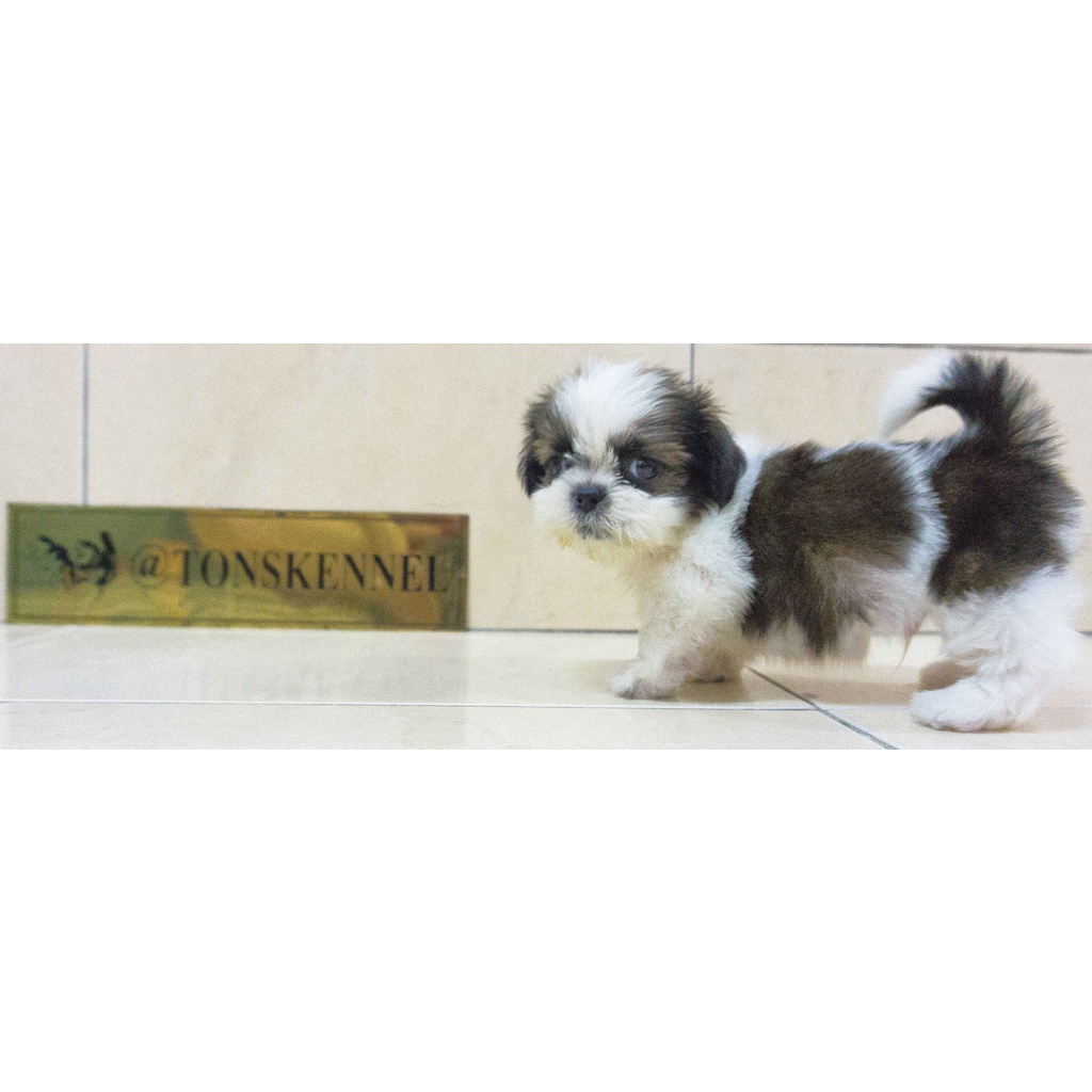 Shihtzu Stb Vaksin Microchip Sitsu Shih-tzu Sitzu Ready Jual Anjing di Medan