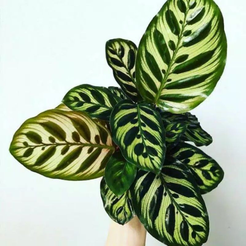 Tanaman hias calathea makoyana–calathea makoyana