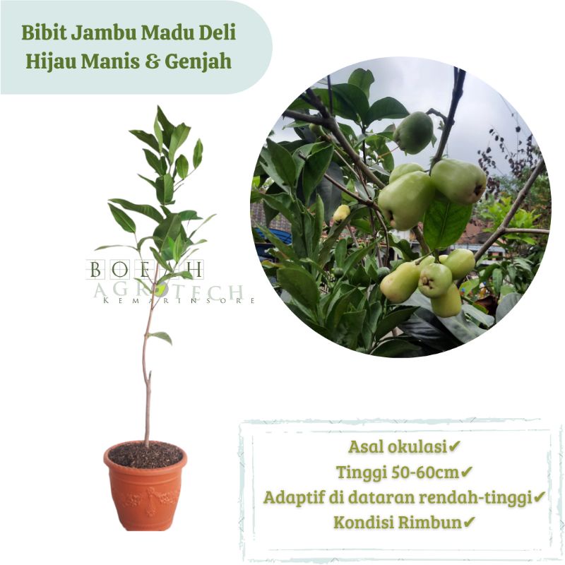 Bibit Jambu Air Madu Deli Hijau Okulasi Cepat Berbuah (Jaminan Original)