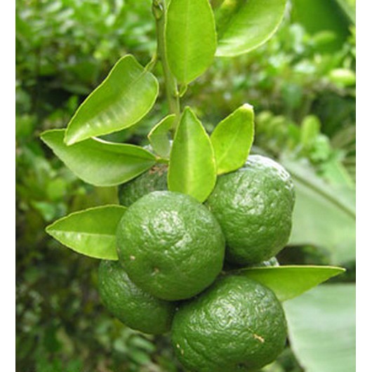 Biji Jeruk Limo / Limau - Bibit Tanaman Pohon Jeruk Limo Limau - Jeruk Limo / Limau - COD
