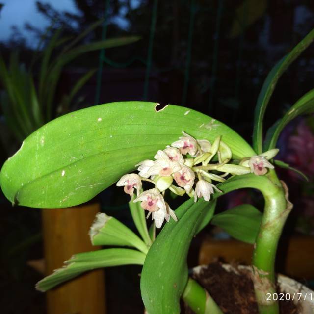 Anggrek Hutan Sumatera Jenis Eria Shopee Indonesia