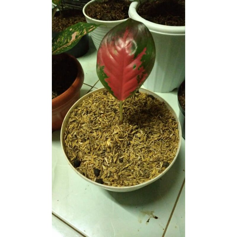 tanaman hias aglonema suksom-aglonema suksom-aglaonema suksom-pohon bibit aglonema suksom anakan