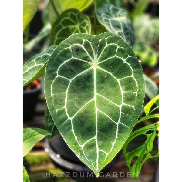 Tanaman hias Bonggol Anturium Kuping gajah Forgeti ori