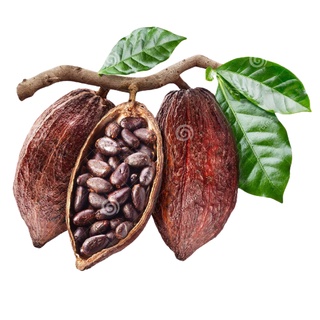 PUPUK KOPI - Booster Pelebat Buah Kopi Kakao, Pupuk Tanaman Kopi Agar Berbuah Lebat Semua Jenis Kopi #7