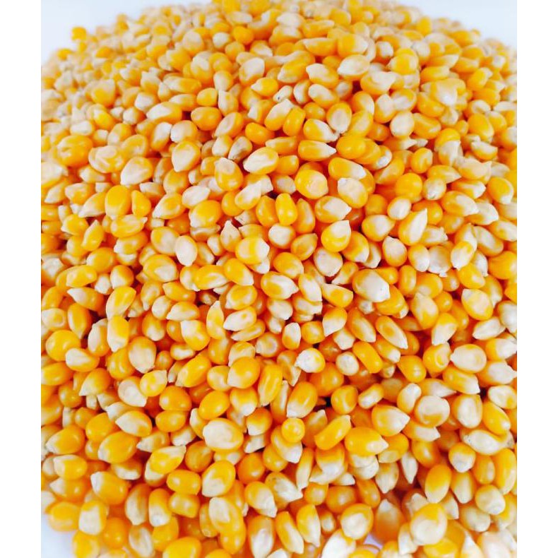 Promo Jagung Popcorn 22.5 Kg 1 Karung *