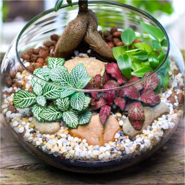 Tanaman hias fittonia verschaffeltii red mozaic