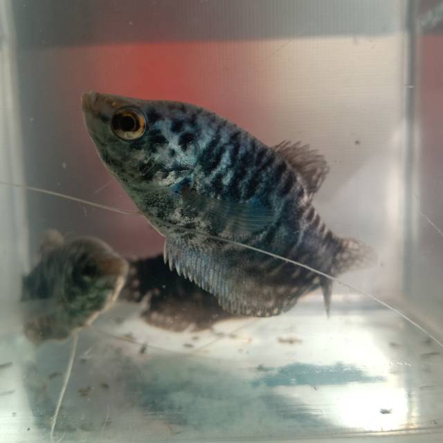 Ikan hias sepat biru/batik