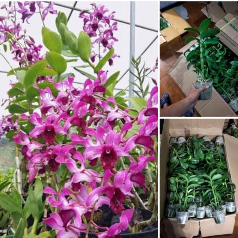 dendrobium inaraya red dewasa besar