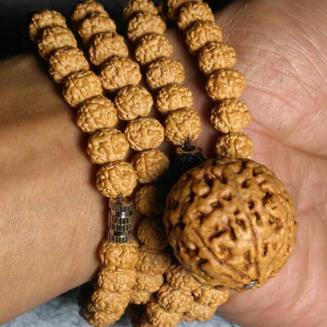 Kalung rudraksha jenitri asli