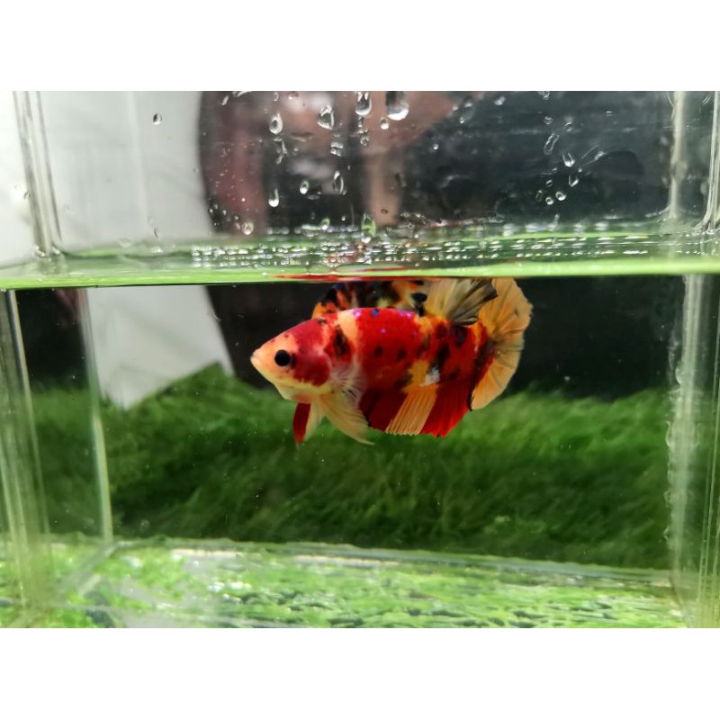 Cupang nemo galaxy nemoxy (reall pict) indukan