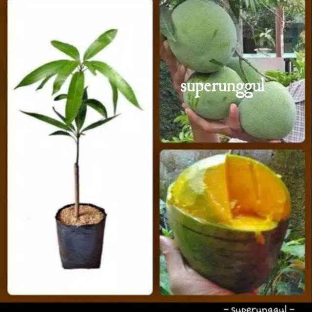 Bibit mangga kelapa super Manis