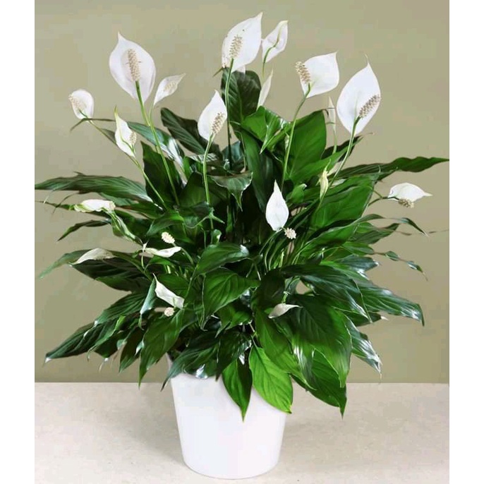 Tanaman Hias Peace Lily