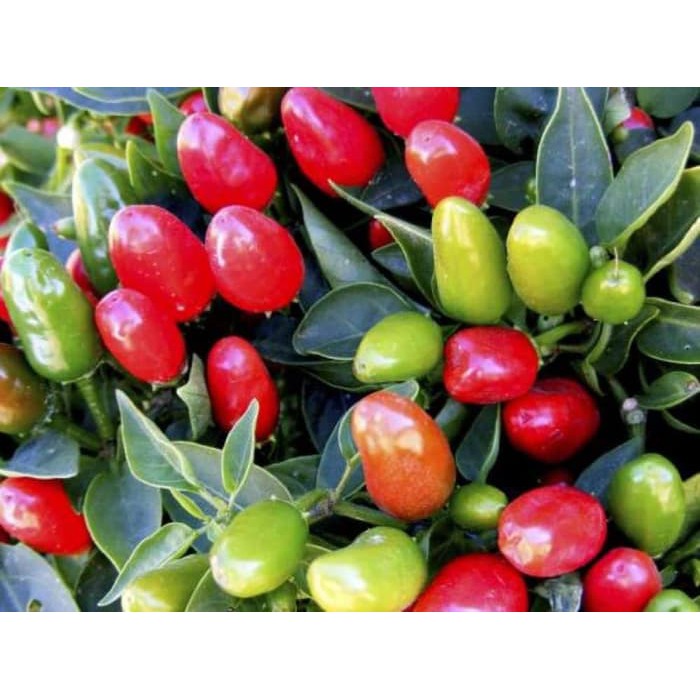 Benih - Biji - Bibit Cabe Hias Cabe Unik Cabe Numex Christmas Pepper